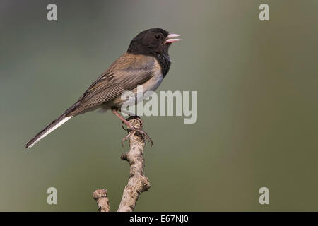 Dunkel-gemustertes Junco - Junco Hyemalis (Oregon Form) - männlich Stockfoto