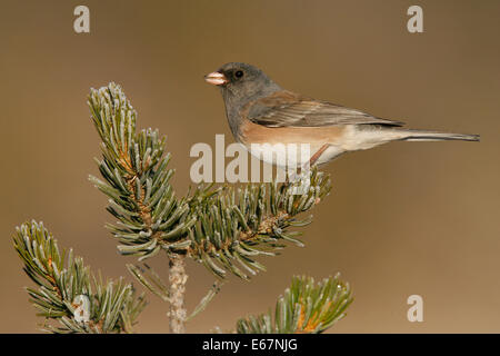 Dunkel-gemustertes Junco - Junco Hyemalis (Oregon-Form) Stockfoto