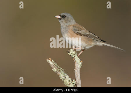 Dunkel-gemustertes Junco - Junco Hyemalis (Oregon-Form) Stockfoto