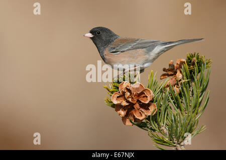Dunkel-gemustertes Junco - Junco Hyemalis (Oregon-Form) Stockfoto