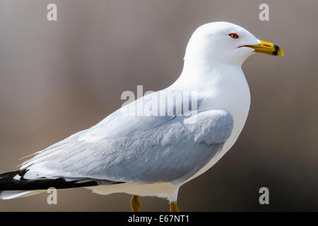 Ring-billed Möwe im Frühling Stockfoto