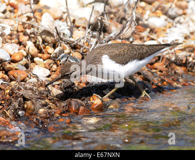 Eine gemeinsame Sandpiper (Actitis hypoleucos) auf der Suche nach invertibrates am Rand einer Lagune. Roggen Hafen Nature Reserve. Roggen, Sussex, England, UK. Stockfoto