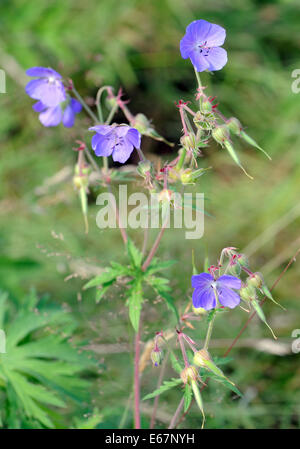 Meadow Crane's-bill (Geranium pratense) Blumen und Samen Köpfe in eine Wilde Blumenwiese. Stockfoto