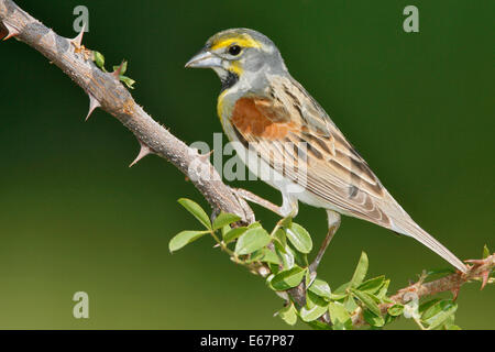 Dickcissel - Spiza Americana - Adult Zucht männlich Stockfoto