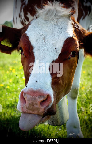 Kuh zeigt Zunge heraus Stockfoto