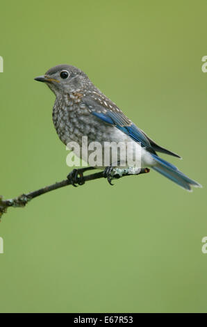 Östlichen Bluebird - Sialia Sialis - Juvenile Stockfoto