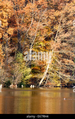 Buntes Herbstlaub am Ufer des Sees Schlachtensee in Berlin, Deutschland im Herbst 2011. Stockfoto