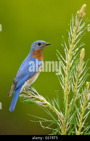 Östlichen Bluebird - Sialia Sialis - Männchen Stockfoto
