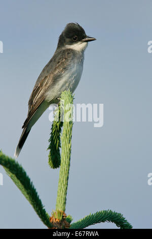 Östlichen Kingbird - Tyrannus tyrannus Stockfoto