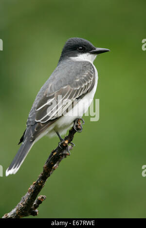 Östlichen Kingbird - Tyrannus tyrannus Stockfoto