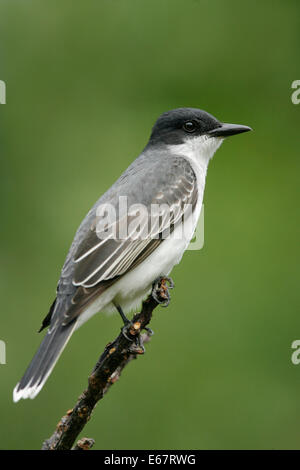 Östlichen Kingbird - Tyrannus tyrannus Stockfoto