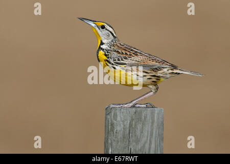 Östlichen Meadowlark (Sturnella Magna), Erwachsene zu Fuß auf dem Eis