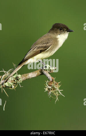 Östlichen Phoebe - Sayornis phoebe Stockfoto