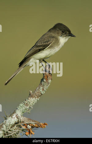 Östlichen Phoebe - Sayornis phoebe Stockfoto