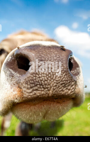 Kuh Nase Nahaufnahme in Wiese-Felder Stockfoto