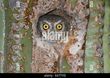 Elf Owl - Micrathene Whitneyi - Erwachsene Stockfoto