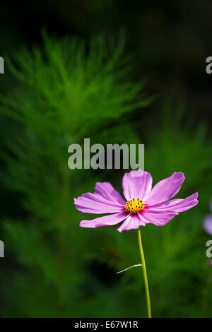 Cosmos Bipinnatus Blume durch Sonnenlicht beleuchtet Stockfoto