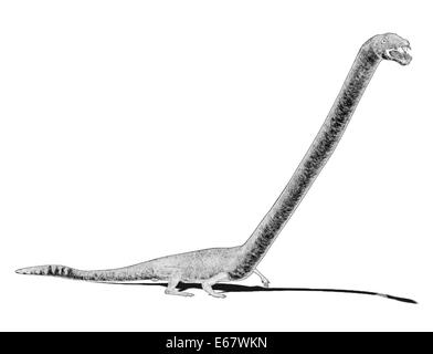 Dinosaurier Tanystropheus Longobardicus / Dinosaurier Tanystropheus Longobardicus Stockfoto