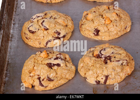 Hausgemachte Schokolade und Butterscotch Chip Haferflocken Cookies immer noch auf der Pfanne frisch aus dem Ofen Stockfoto