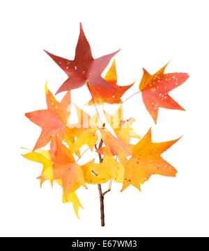 Amberbaum gelbe Baum Herbst Blatt auf die Grütze Liquidambar