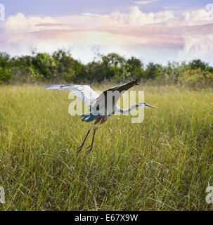 Great Blue Heron im Flug über Feuchtgebiete Stockfoto