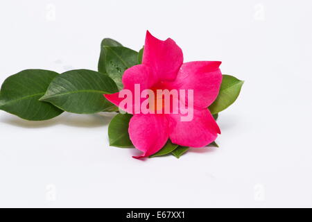 Brasilianische Jasmin (Mandevilla Sanderi) Blume auf weißem Hintergrund Stockfoto