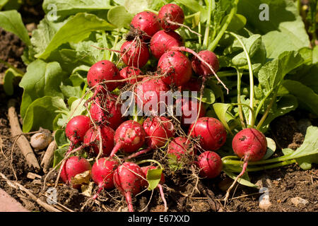 Bio Radieschen aus dem Garten Stockfoto