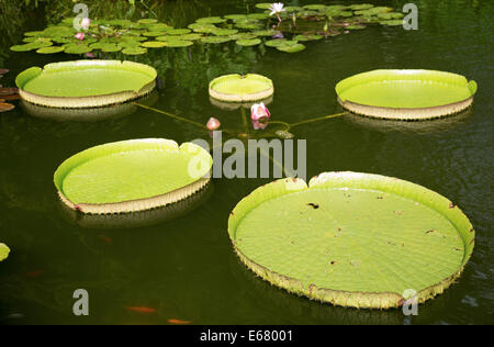 Lotus auf einem Teich Koi-Karpfen schwimmen Stockfoto