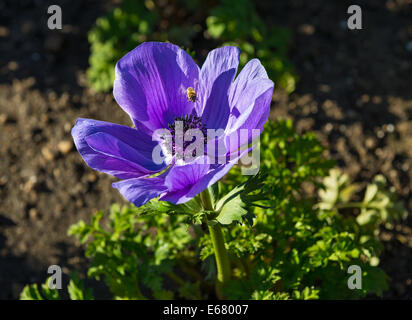 Blumen Mona Lisa Deep Blue, Anemone Coronaria. Stockfoto