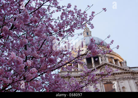 Blüte in St. Pauls Kathedrale. Stockfoto