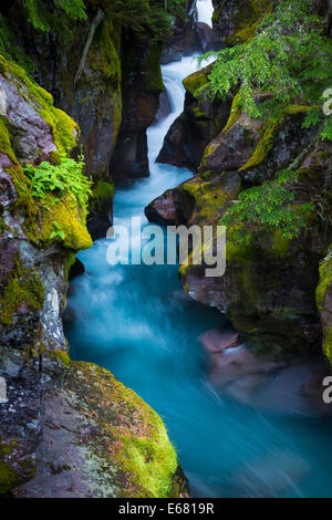 Avalanche Creek Schlucht in Glacier Nationalpark in Montana befindet sich in der Nähe der US-kanadischen Grenze Stockfoto