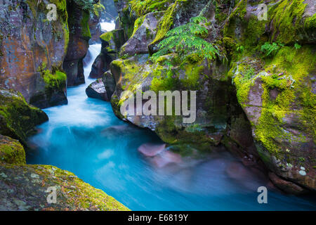 Avalanche Creek Schlucht in Glacier Nationalpark in Montana befindet sich in der Nähe der US-kanadischen Grenze Stockfoto