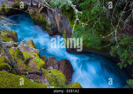 Avalanche Creek Schlucht in Glacier Nationalpark in Montana befindet sich in der Nähe der US-kanadischen Grenze Stockfoto