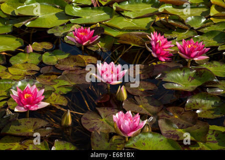 Rosa Seerosen in den Seerosenteich in der Mission Ruine, San Juan Capistrano, Kalifornien, USA Stockfoto