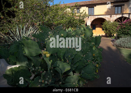 Kakteen Pflanzen im Innenhof der Mission San Juan Capistrano, San Juan Capistrano, Kalifornien, USA Stockfoto