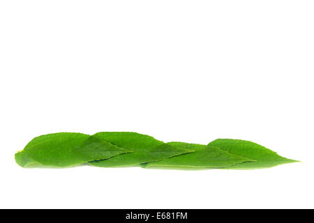 Grünes Blatt auf weißem Hintergrund Stockfoto