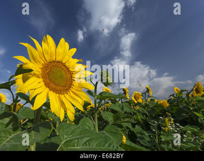 Sonnenblumen blühen im Sommer unter einem schönen Himmel tanzen Biene Stockfoto