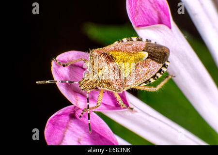 Behaarte Shieldbug auf einem Blütenblatt Stockfoto