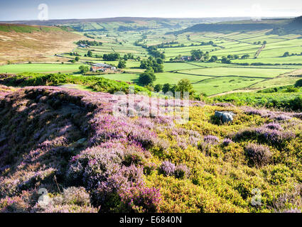 Heather auf Danby Rigg mit wenig Fryup Dale im Hintergrund Stockfoto