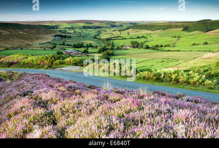 Heather auf Danby Rigg mit wenig Fryup Dale im Hintergrund Stockfoto