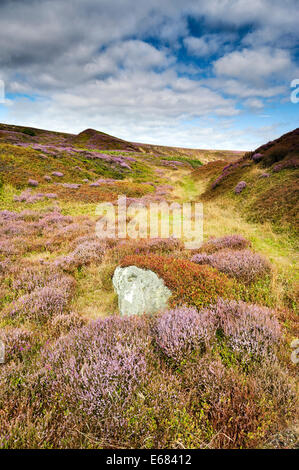 Heather auf Danby Rigg Stockfoto