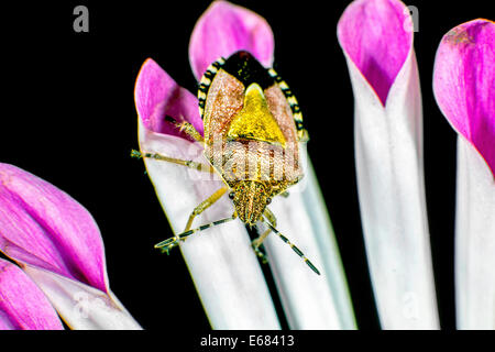 Schlehe Bug aka behaarte Shieldbug Stockfoto
