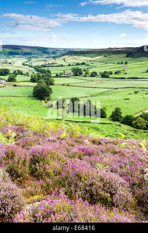 Heather auf Danby Rigg mit wenig Fryup Dale im Hintergrund Stockfoto