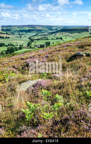 Heather auf Danby Rigg mit wenig Fryup Dale im Hintergrund Stockfoto