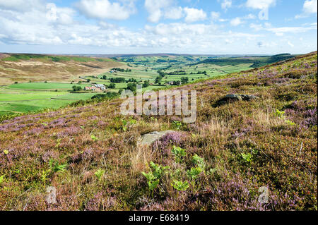 Heather auf Danby Rigg mit wenig Fryup Dale im Hintergrund Stockfoto