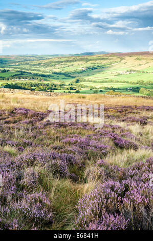 Heather auf Danby Rigg mit wenig Fryup Dale im Hintergrund Stockfoto