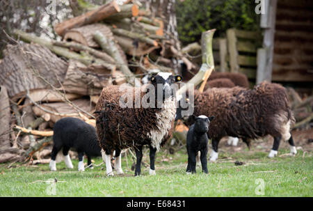 Balwen Welsh Mountain Schafe Stockfoto