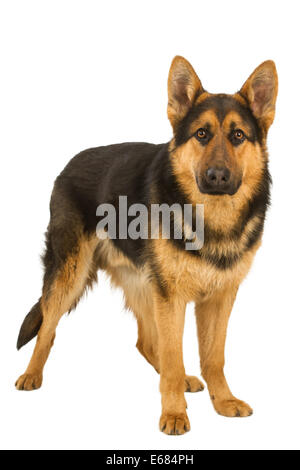 Deutscher Schäferhund liegend, isoliert auf weißem Hintergrund, Studio gedreht. Stockfoto