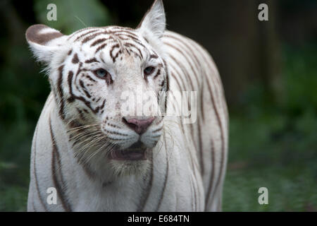 Weißer tiger Stockfoto