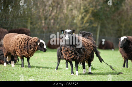 Die Balwen Welsh Mountain Schafe Stockfoto